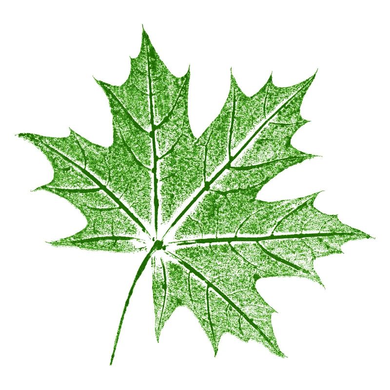 Érable feuillu / Feuille d’érable