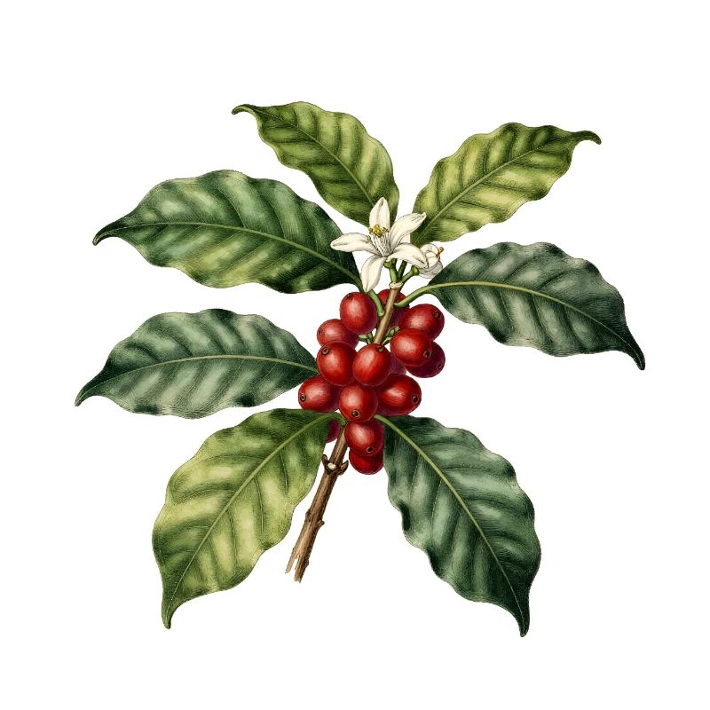 Illustrated Botanical Coffee Tree