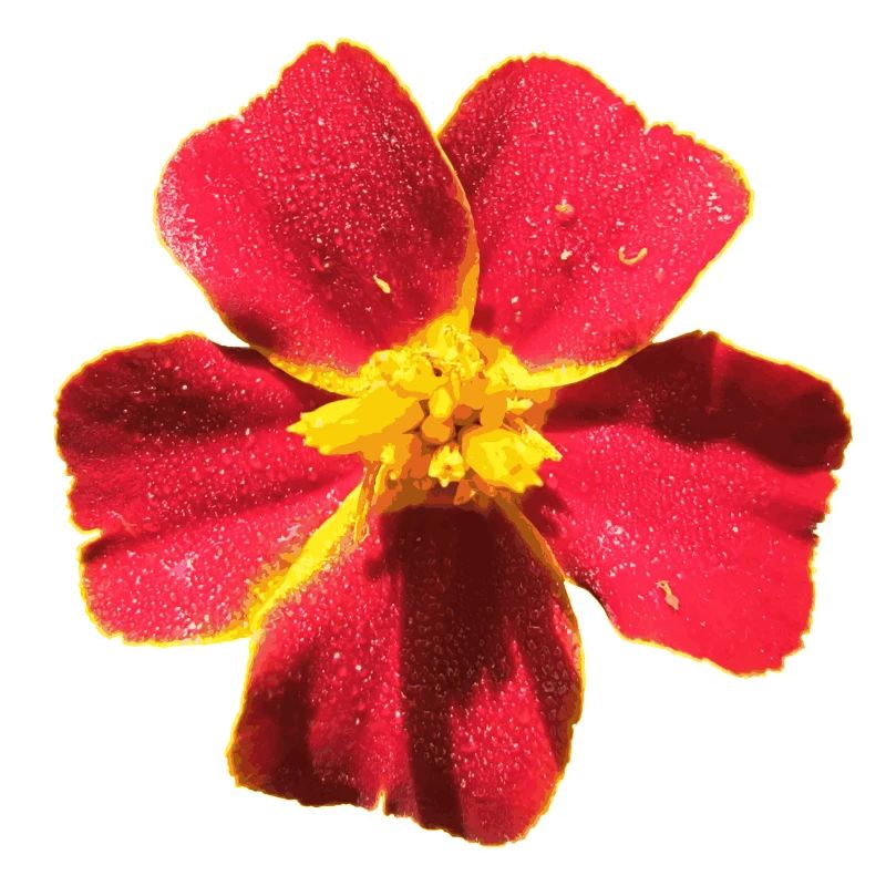 Tagetes
