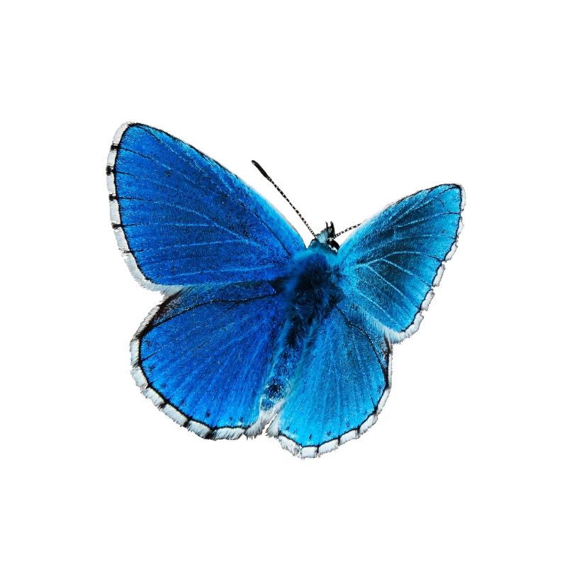 Blue Morpho Butterfly