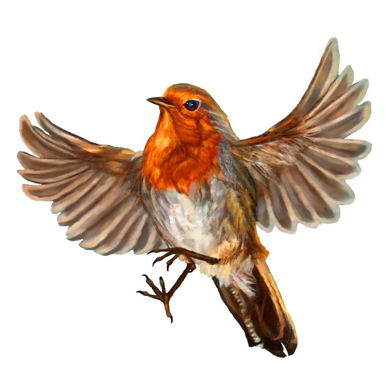 robin bird