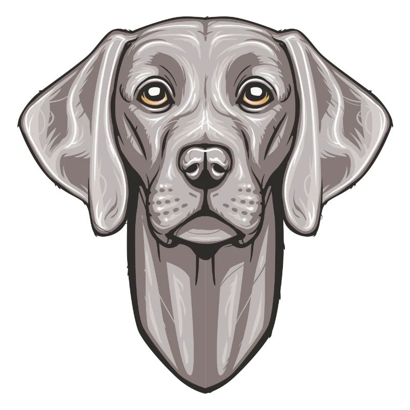 Weimaraner