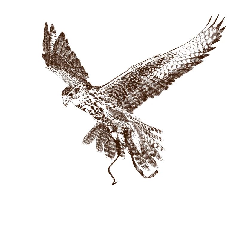 Falkon
