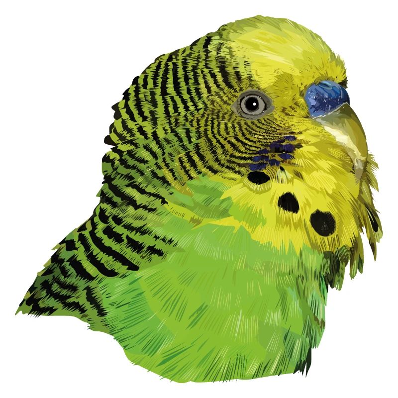 Perruche australienne