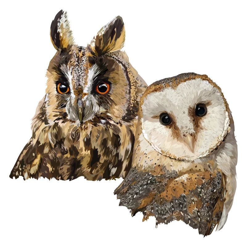 Eule und Eule