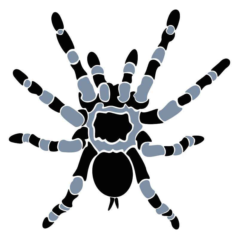 Orange Knee Tarantula