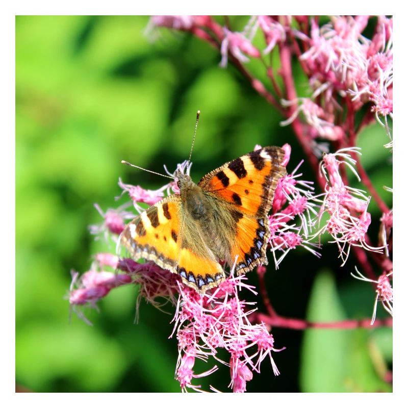 Schmetterlinge