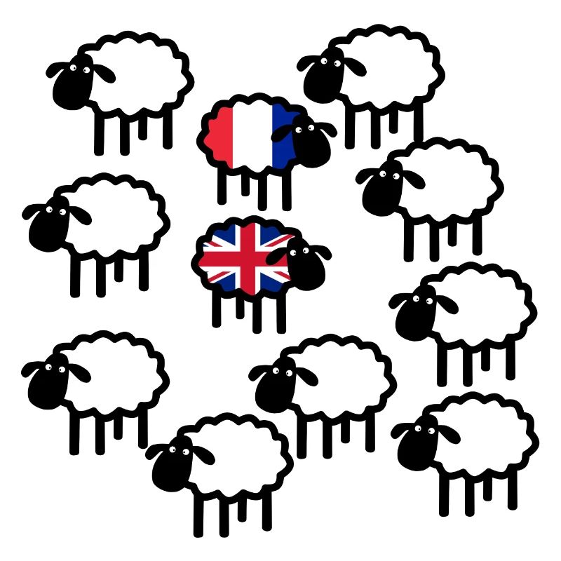 French and British sheep
