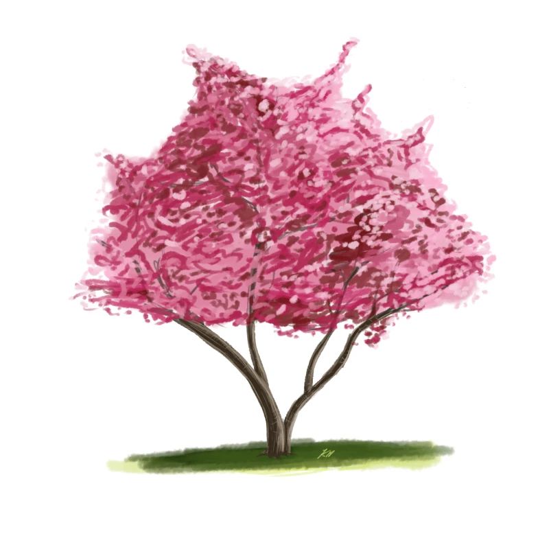 Cherry Sakura Pink Floral Tree