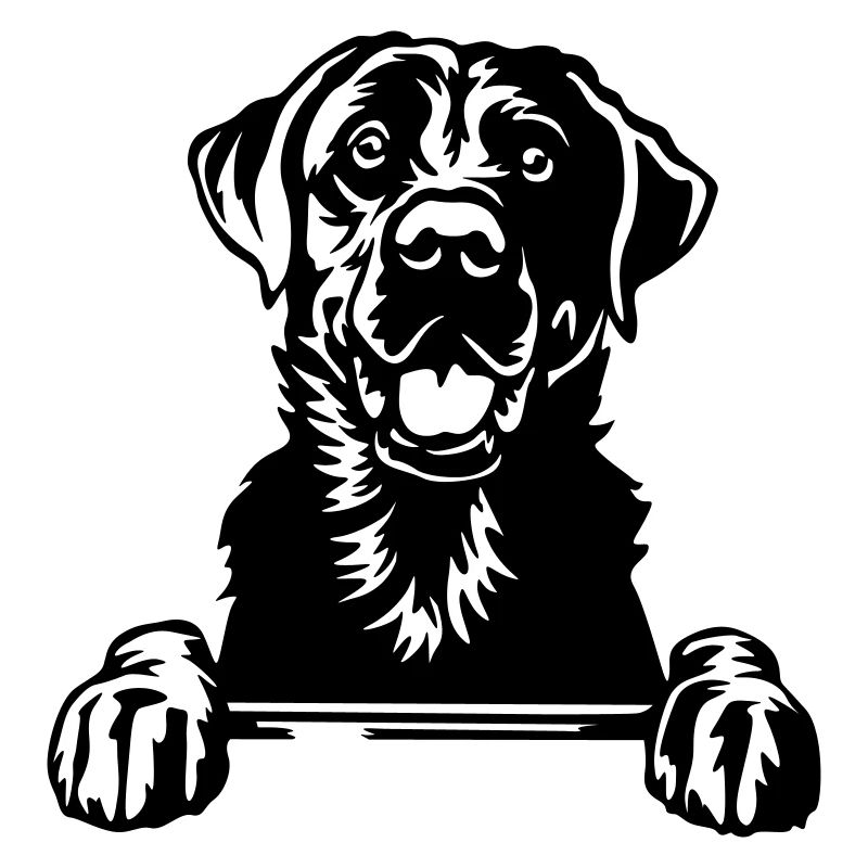 Labrador Kopf