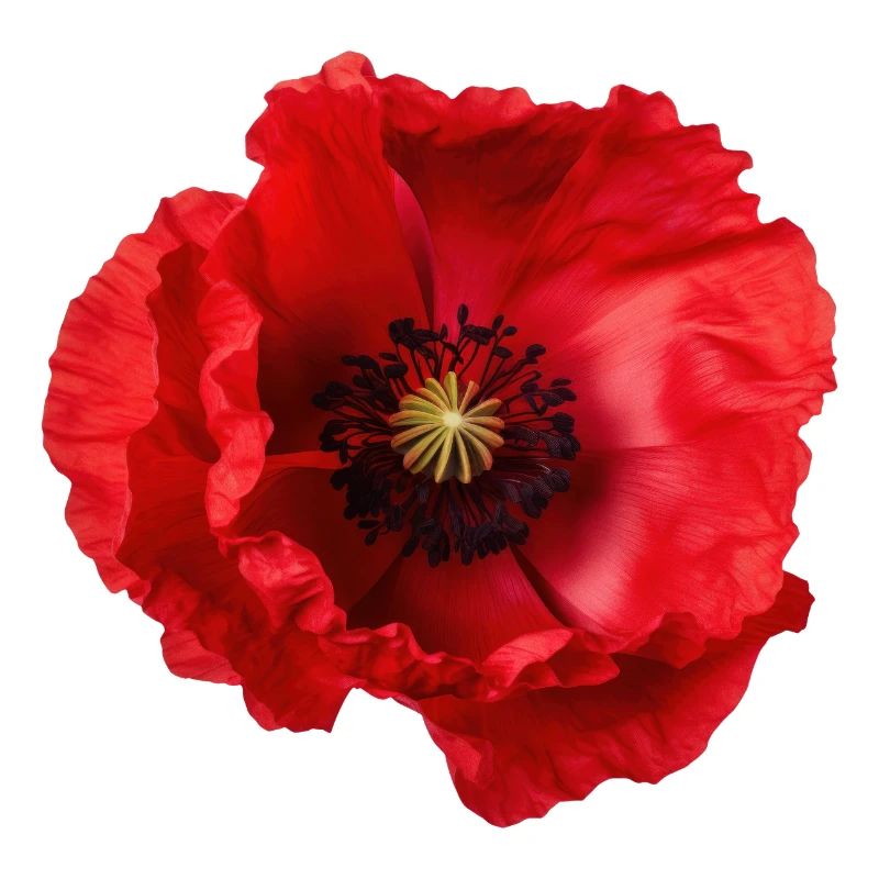 Mohnblume