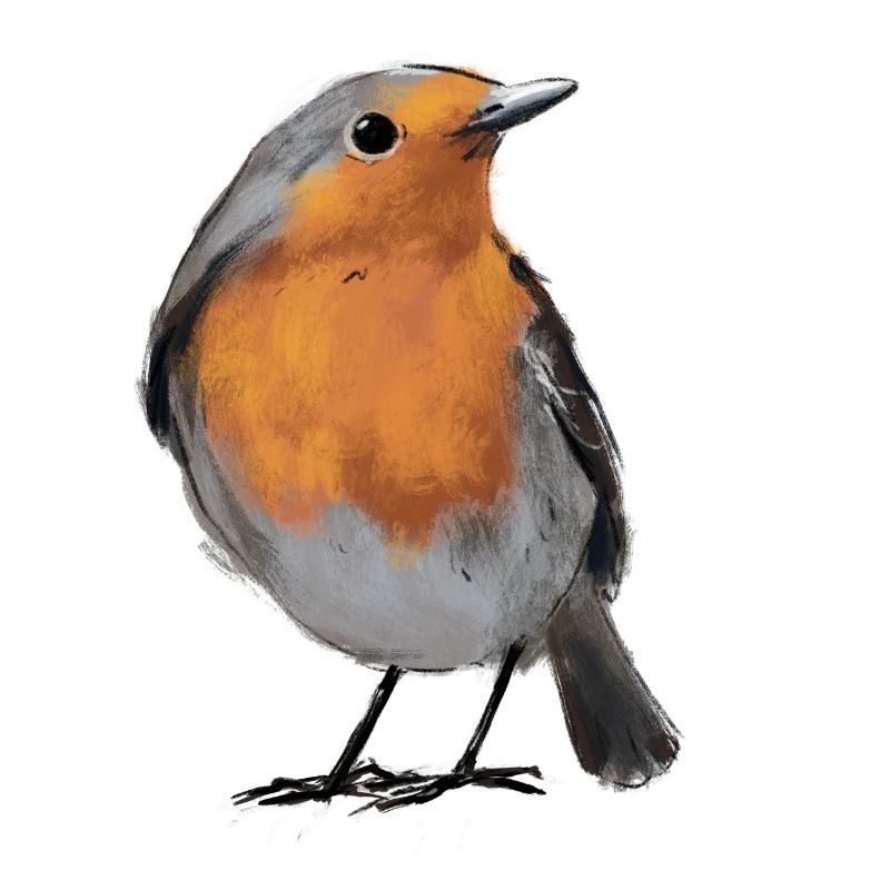 robin