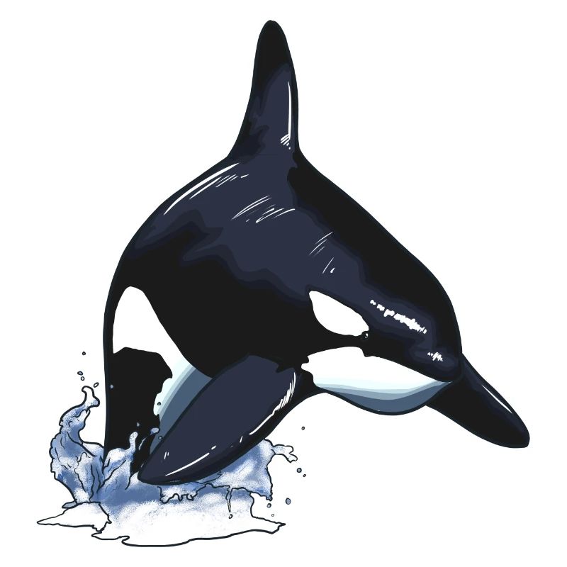 Orques orque baleine à épée saut