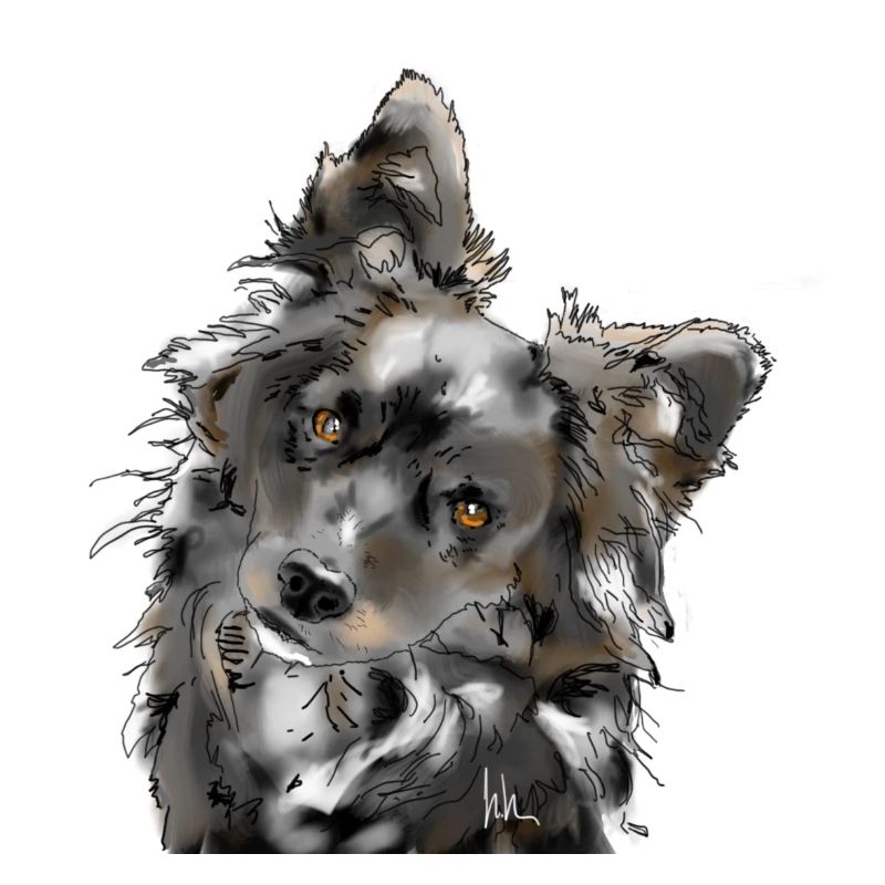 Australian Shepherd