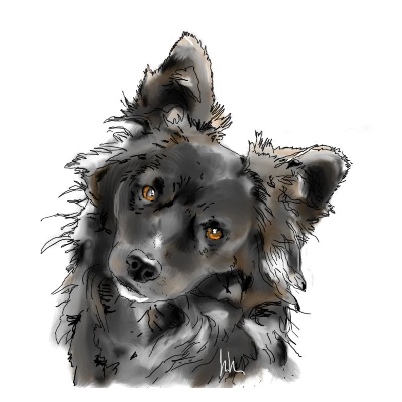 Australian Shepherd