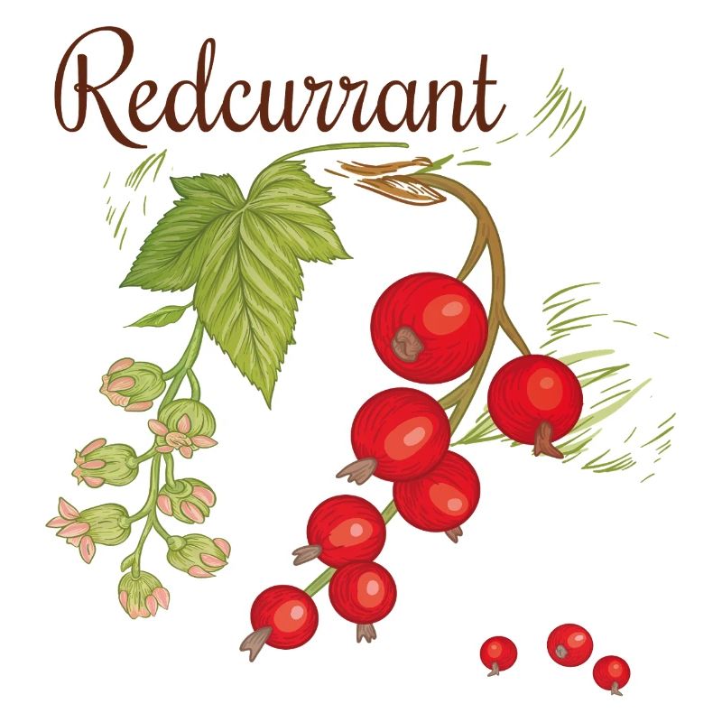 Red currant