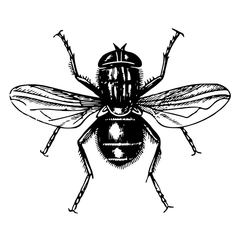 Fly
