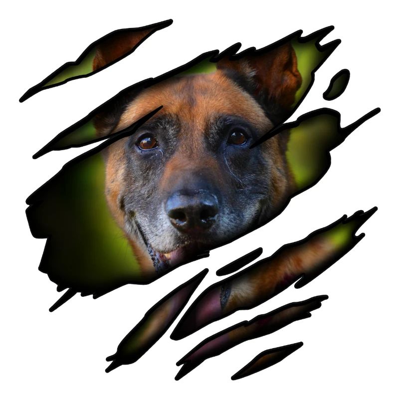 Malinois in mir