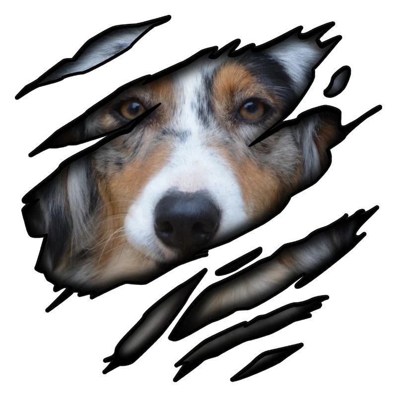 Australian Shepherd in mir
