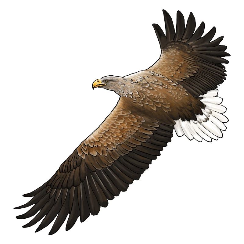White-tailed eagles in flight