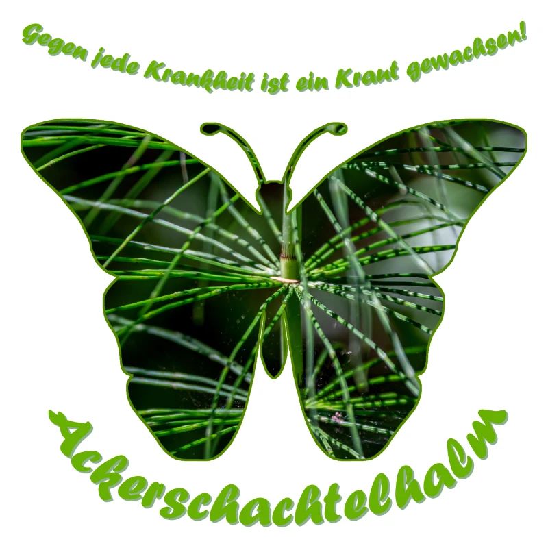 ackerschachtelhalm schmetterling