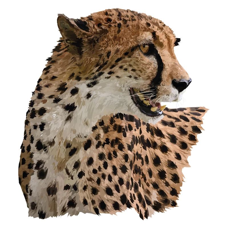 Guépard