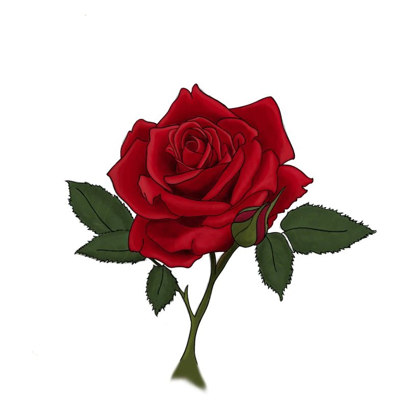 Rose