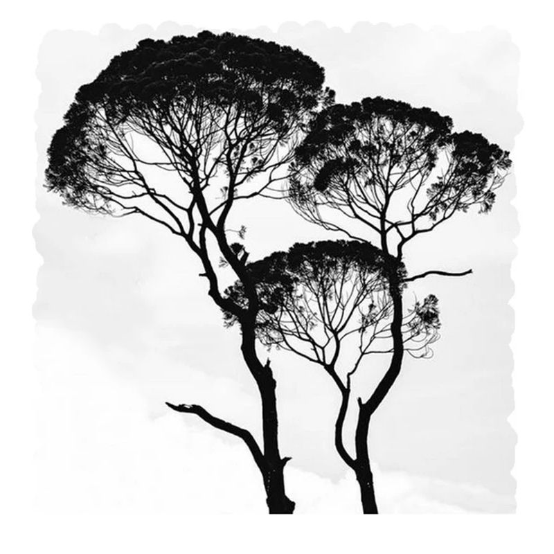 Branches d'arbres Afrique Afrique