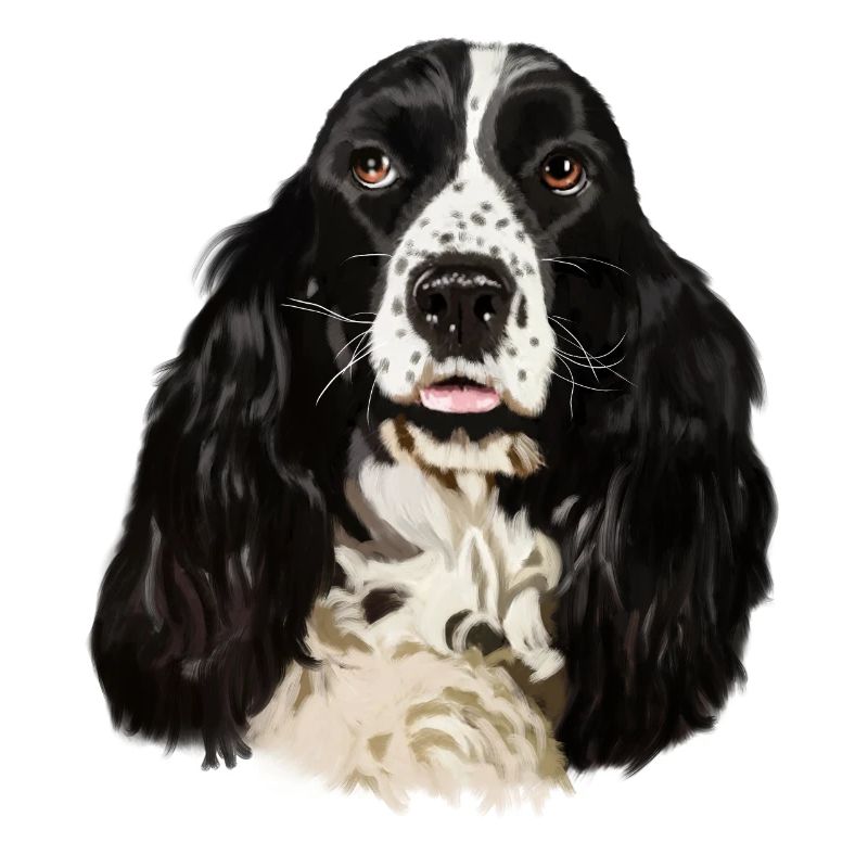 Cocker spaniel