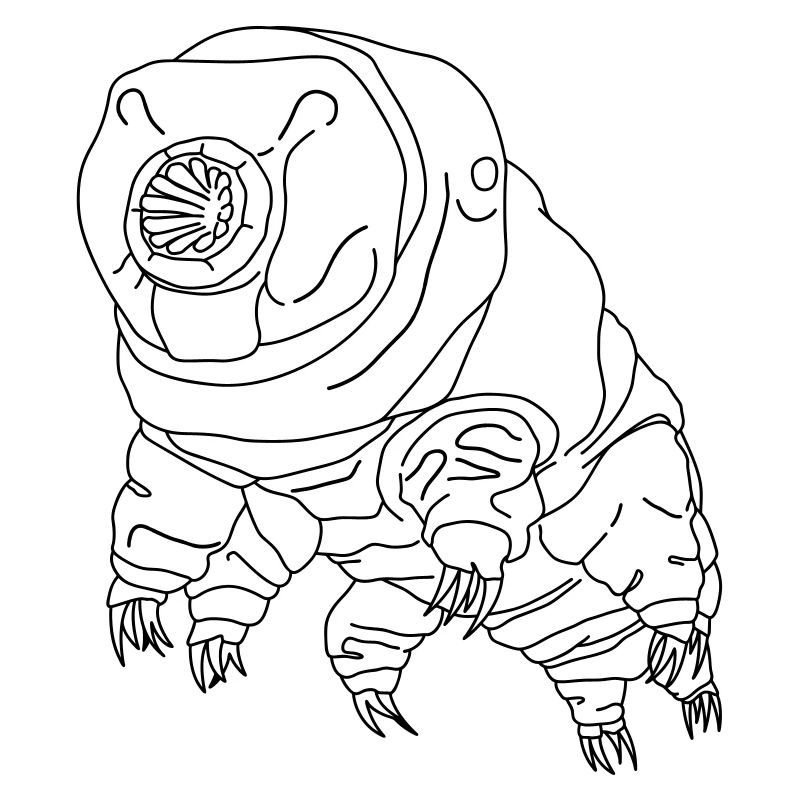 Tardigrade Wasserbär