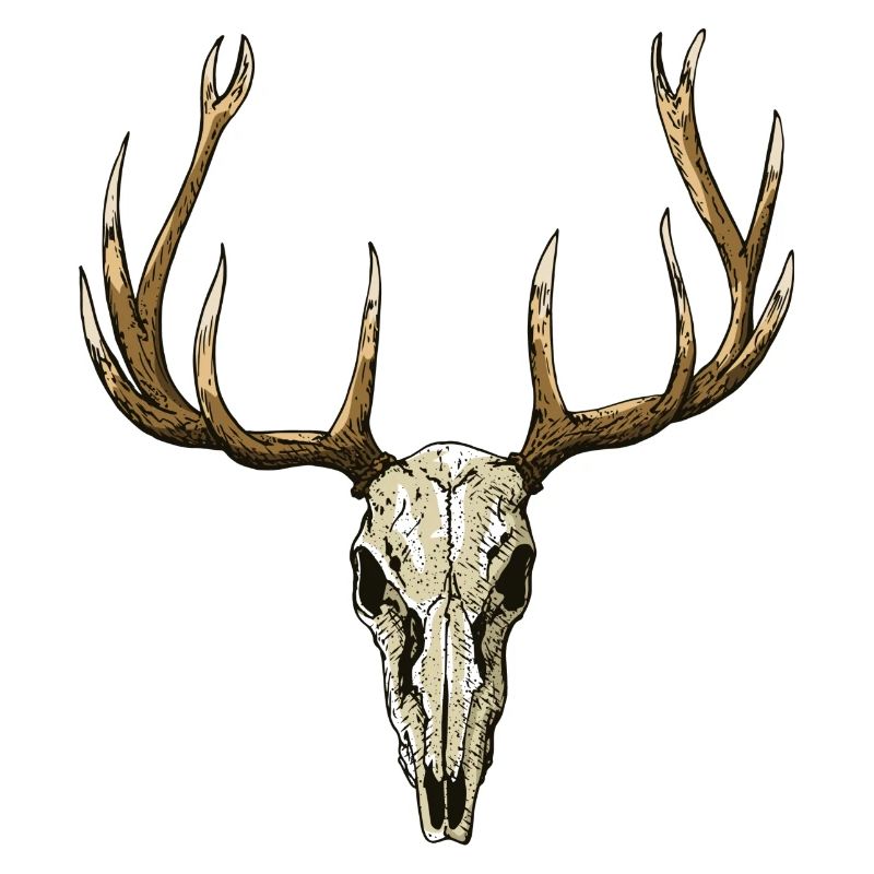 Hirschschädel