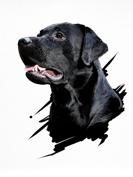 Labrador