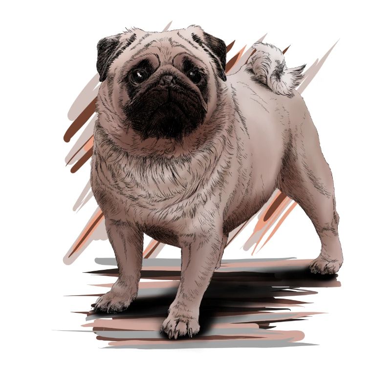 Pug