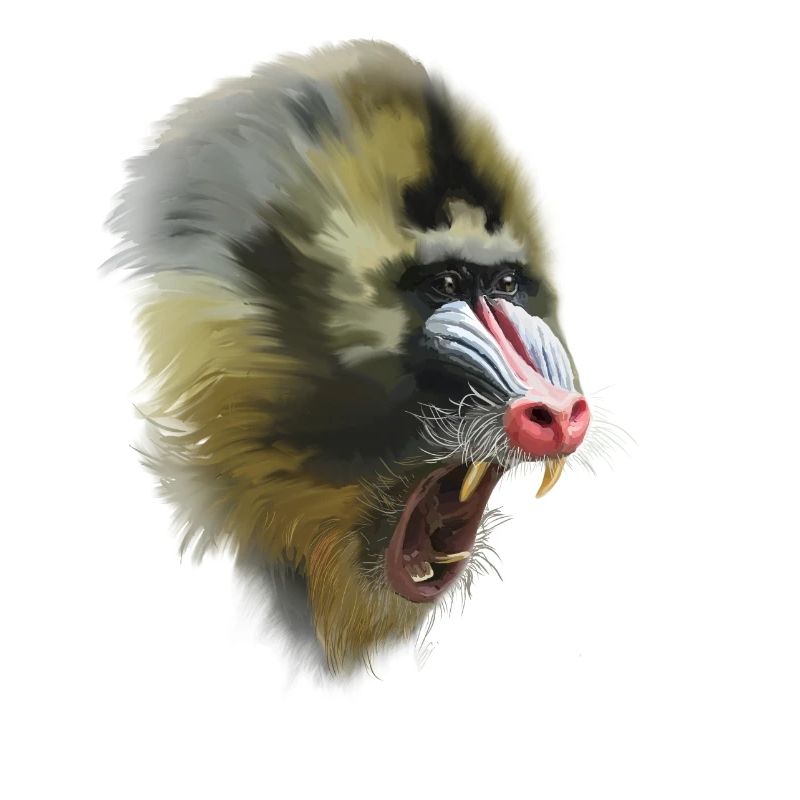 mandrill
