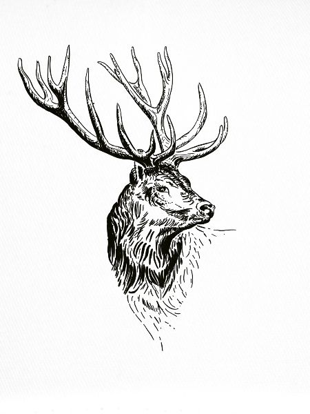 Hirsch