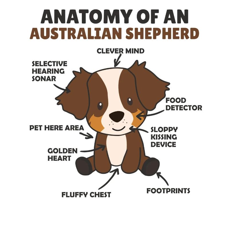Anatomie d’un shepherd australien doux chiens