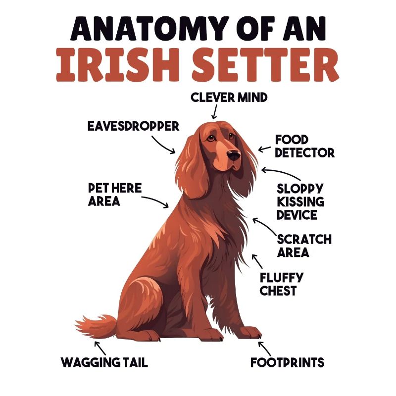 Explication du chien Anatomie d’un setter irlandais