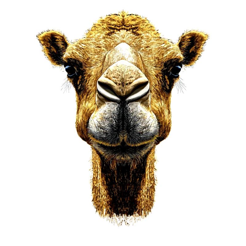 Camel Dromedary Bactrian Camel Gift Camels