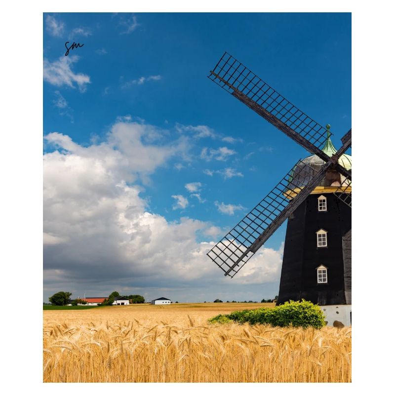 Mill among golden fields