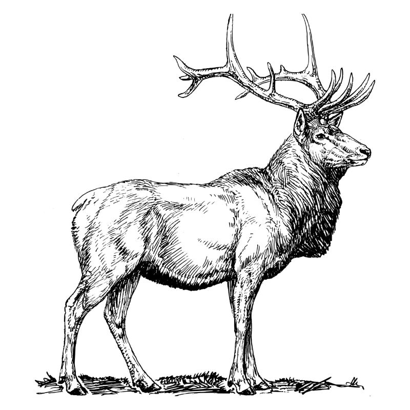 Reh Hirsch Bock Geschenk Jäger Jagd Souvenir