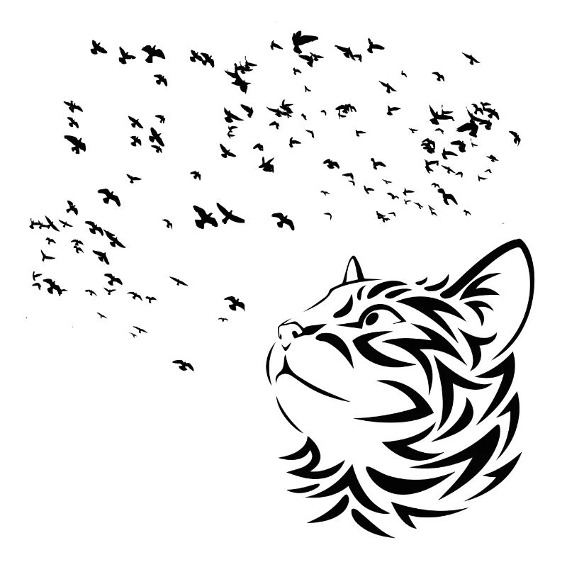 Chat regarde les Oiseaux volent