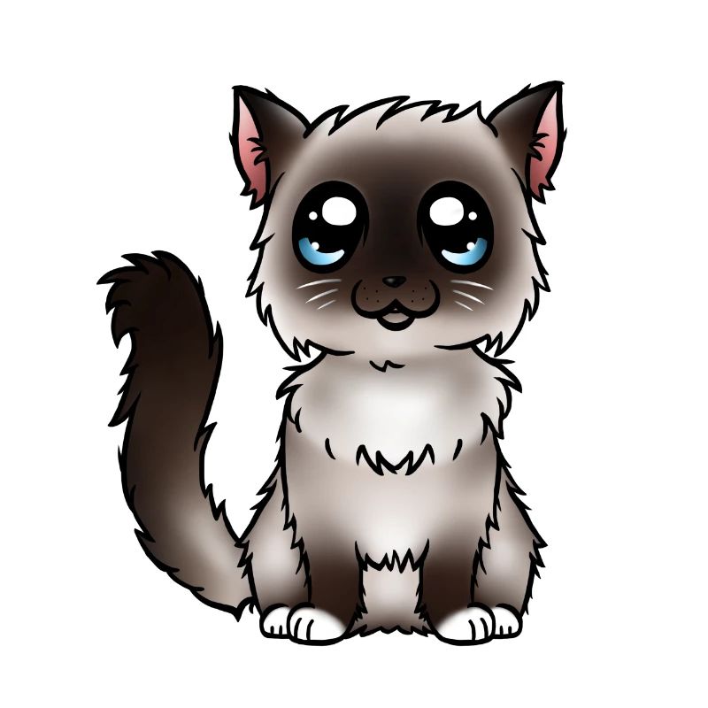 Birman - Seal Point