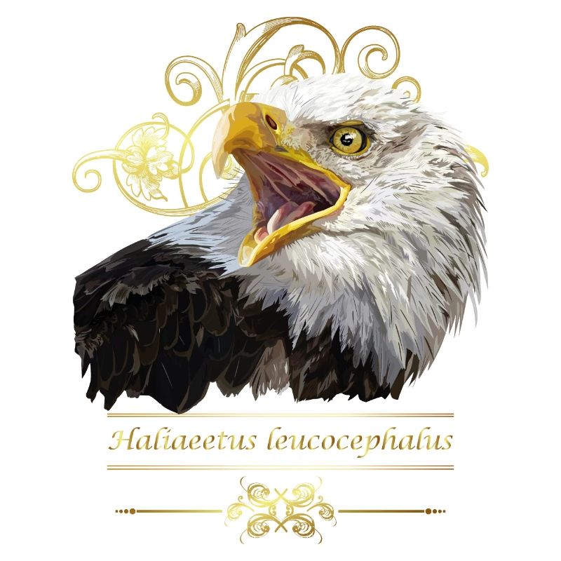Bald eagle