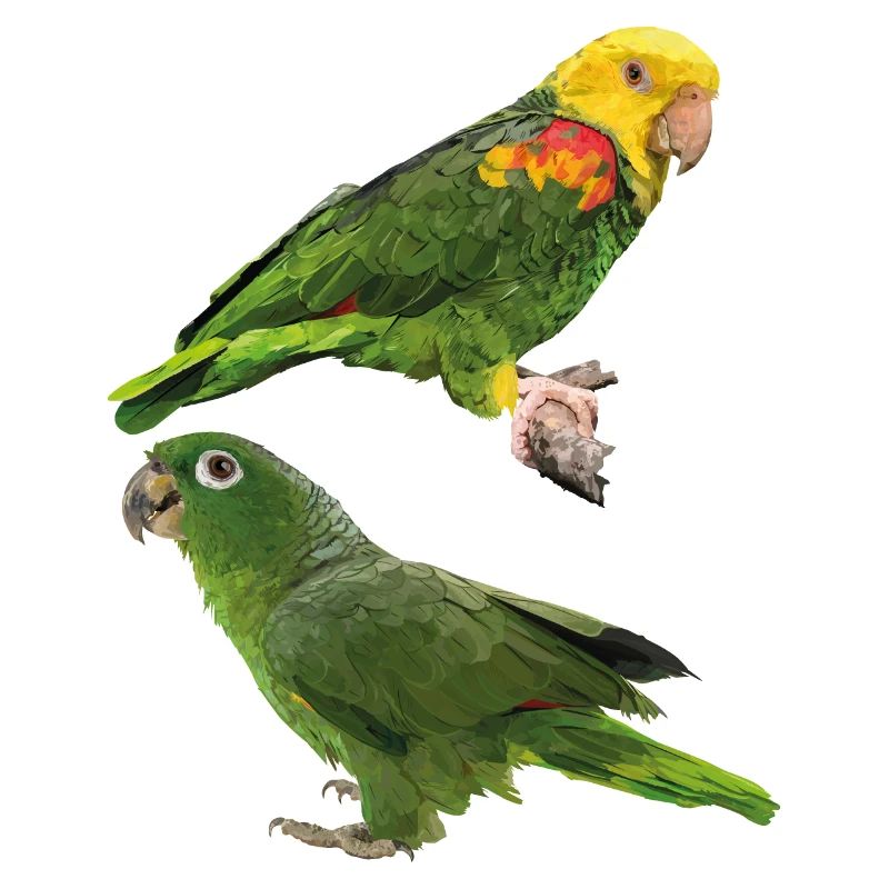 Parrots
