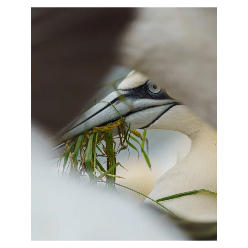 A Gannet framed but other Gannets