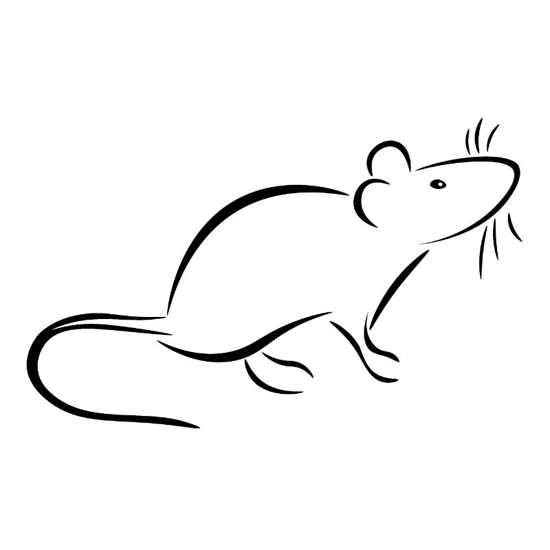 Ratte und Maus - halten zahme Ratten oder Mäuse