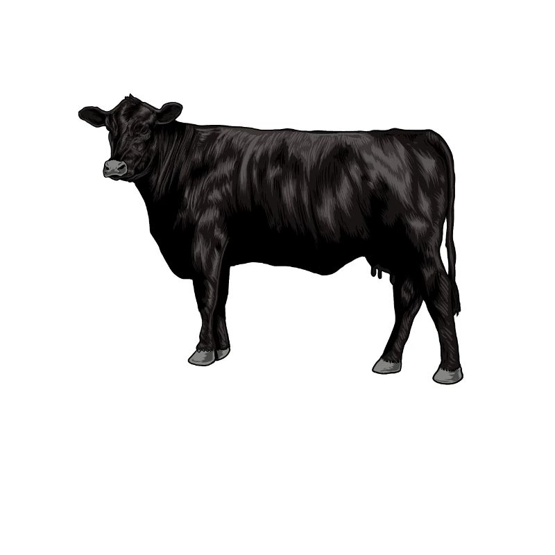 Dessin d’une vache Black Angus