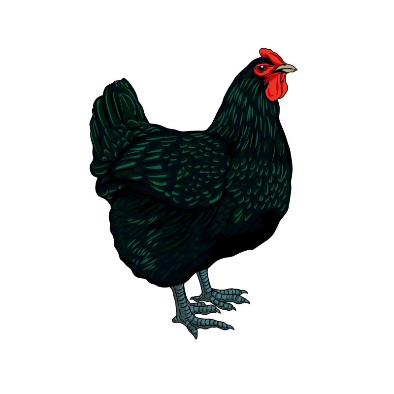 Jersey Géant