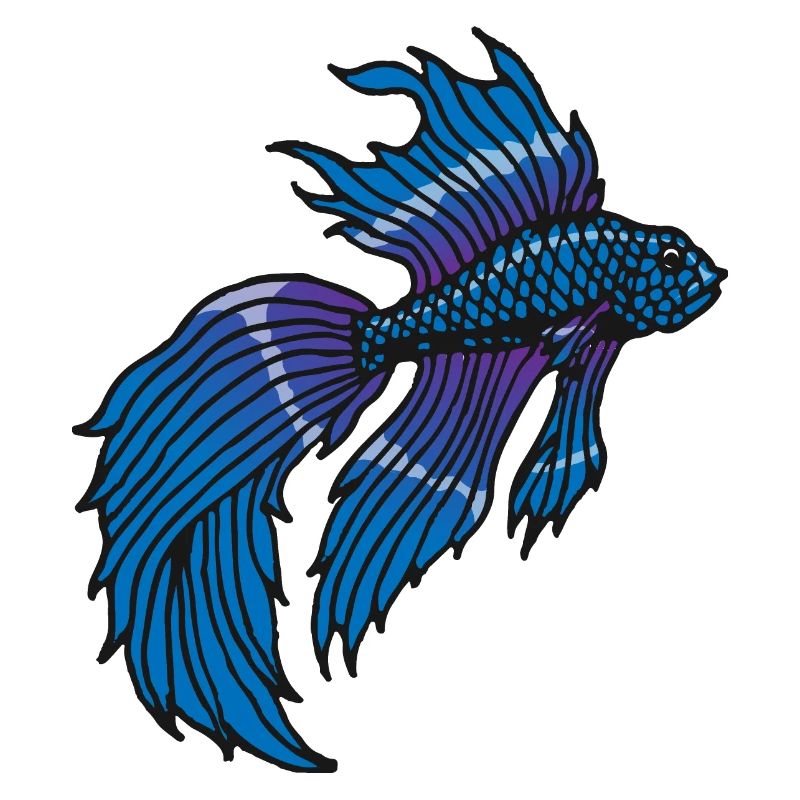 Betta Splendens Kampffisch Labyrinthfisch Geschenk