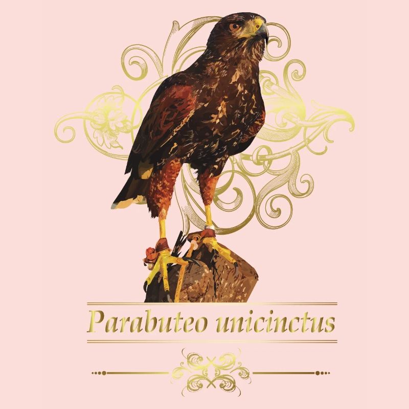 Reddish-reddish hawk